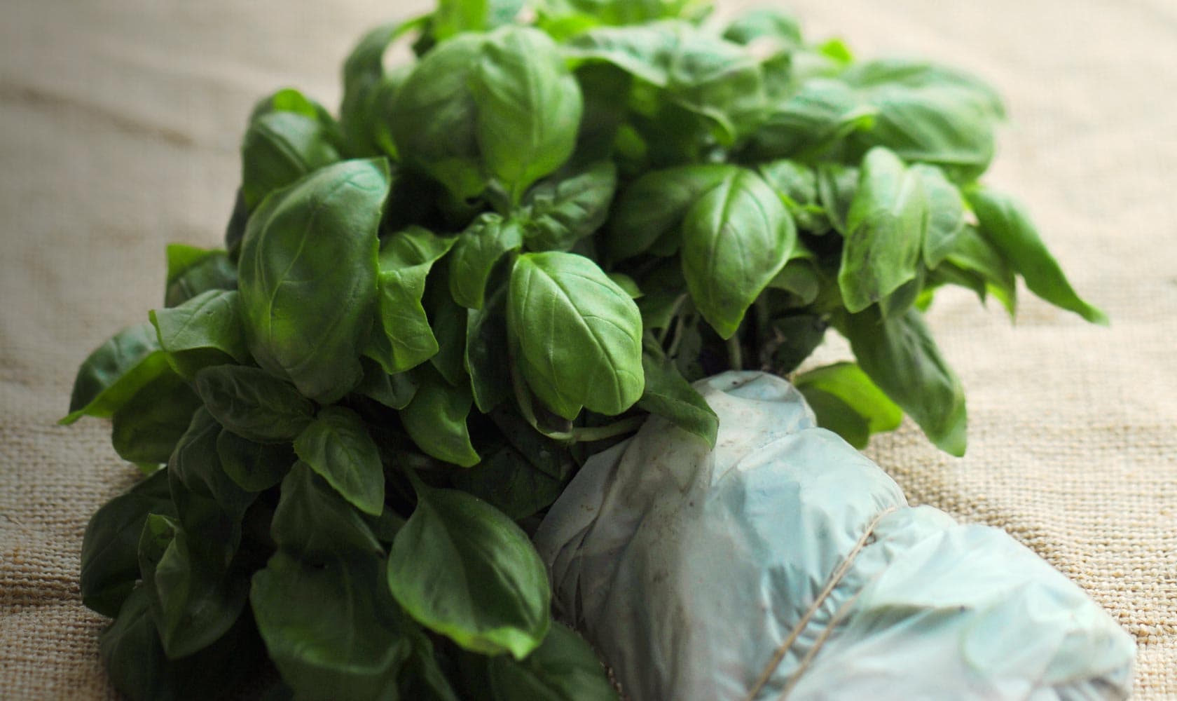 Italienische pesto sauce mit genovesische Basilikum DOP