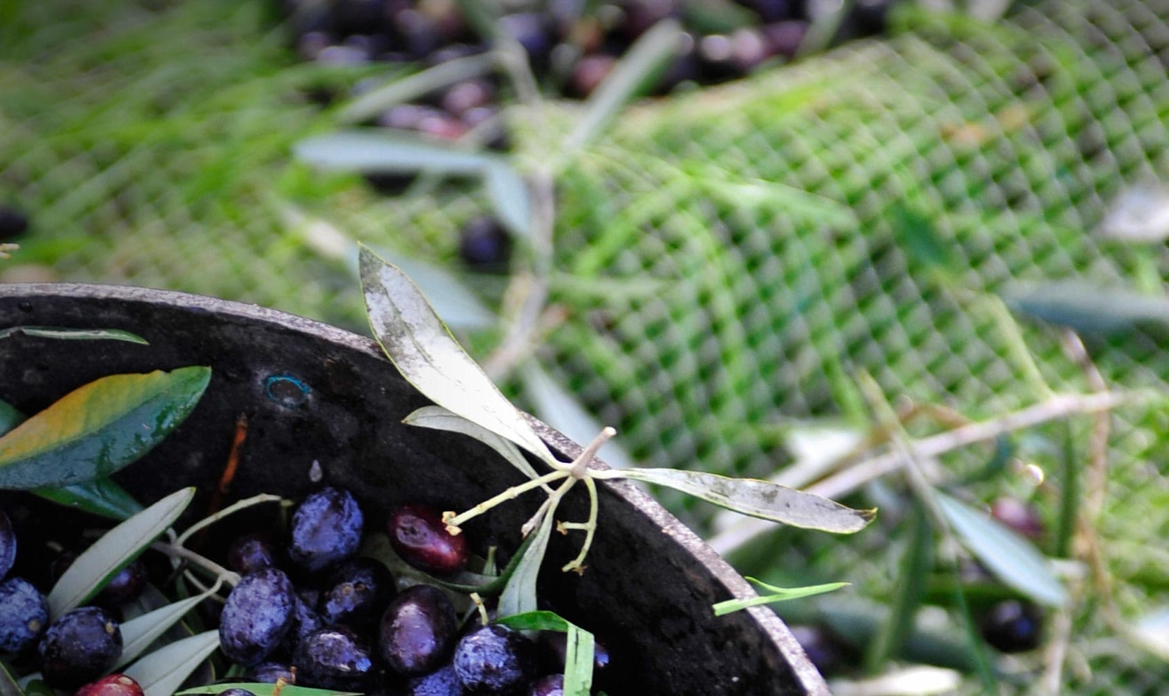 italian taggiasca olives